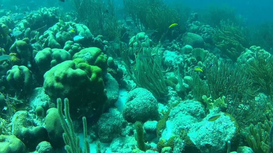 Scuba Plus · Apartamentos California